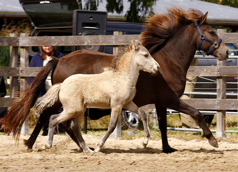 Elrir von Heidmoor b.jpg